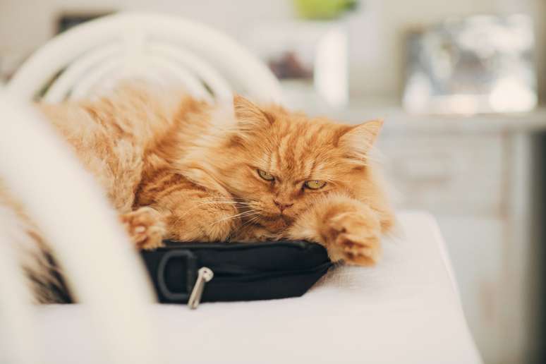 6 races that best represent the orange cat, famous for its sympathy and agitation