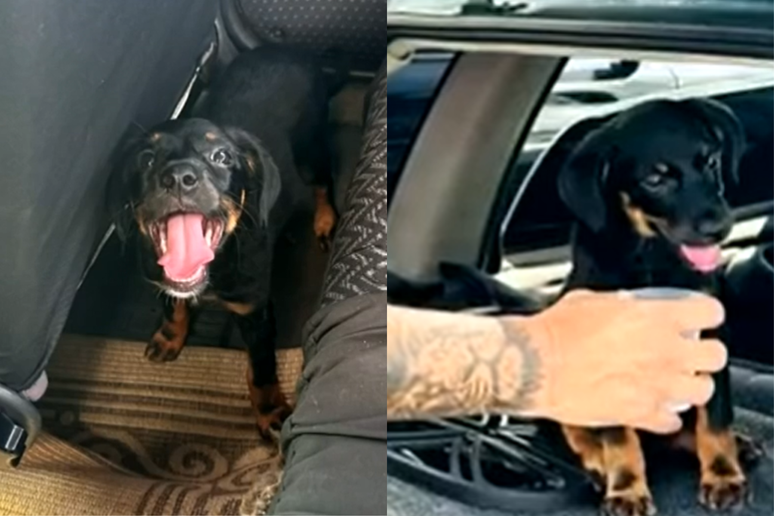 Tutor é preso por maus-tratos após abandonar filhote em carro sob sol forte no interior de SP
