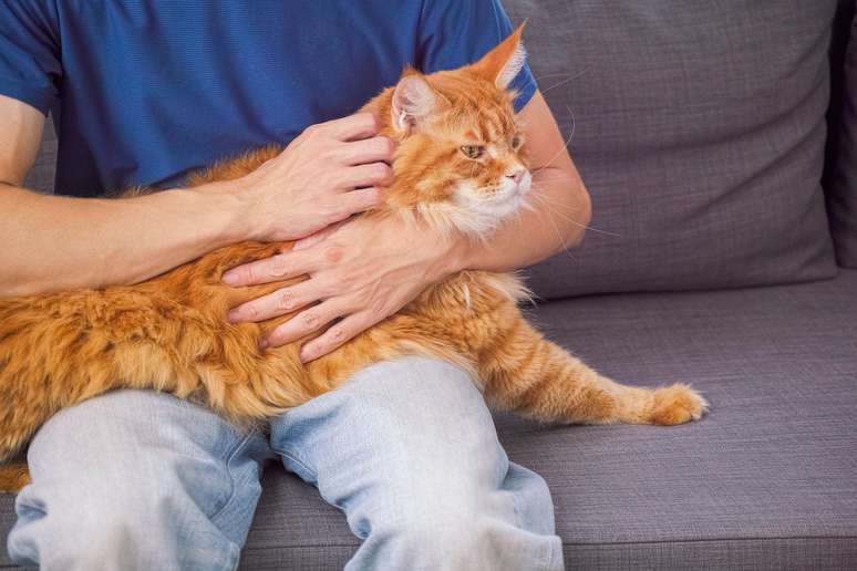 Gato Maine Coon no colo