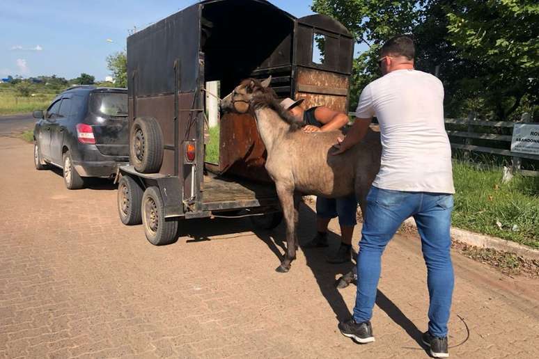 Funcion&aacute;rio da Secretaria de Prote&ccedil;&atilde;o Animal (Sempa) encontrou animal e fez o resgate