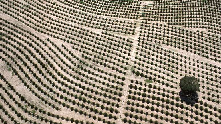 Em 1950, Walther comprou a Brazilian Warrant e, com ela, a fazenda Cambuhy, hoje uma das maiores produtoras de laranjas do pa&iacute;s, localizada em Mat&atilde;o (SP)