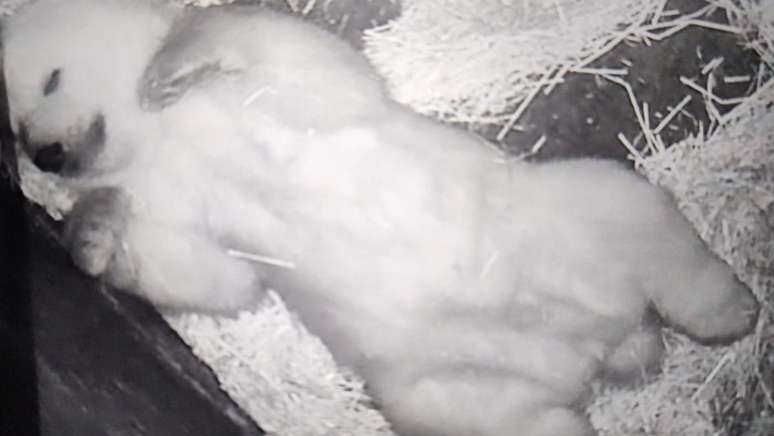 Aos 3 meses de vida, Nur já tem um volume considerado de pelos e já anda com mais firmeza