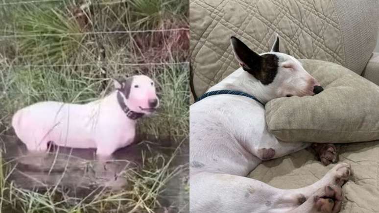 What happened to the abandoned dog during the passage of Hurricane Milton?