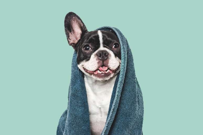 Estratégias tornam o momento do banho mais tranquilo e positivo para os cachorros