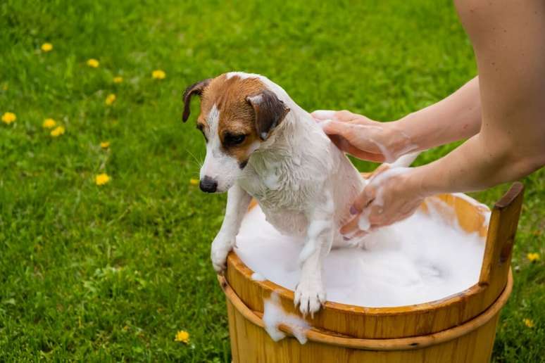 A cabeça e os ouvidos dos cachorros não devem ser molhados diretamente 