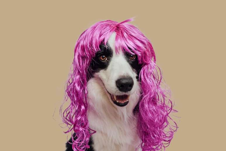 O Carnaval com o seu cachorro pode ser uma experiência inesquecível