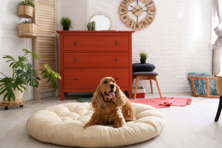 C&atilde;es podem se acostumar com a aus&ecirc;ncia dos tutores 