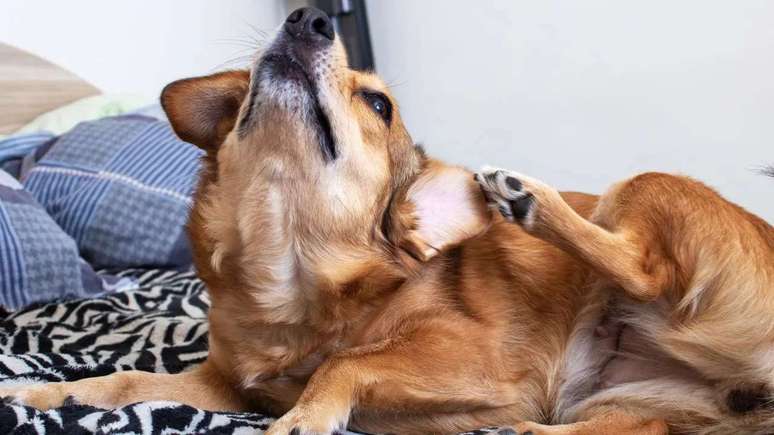 Calor intenso pode agravar a coceira em pets