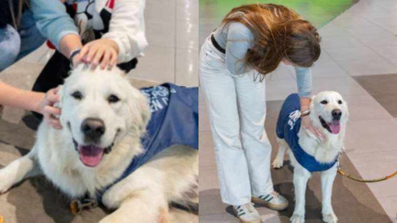 Al&eacute;m do aeroporto na Maced&ocirc;nia, outros locais de chegadas e partidas est&atilde;o fazendo o mesmo trabalho com c&atilde;o terapeuta; conhe&ccedil;a alguns deles