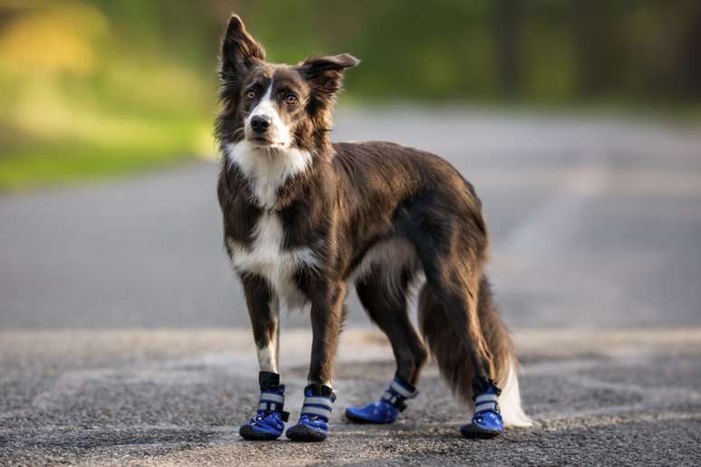 Look at the benefits of dogs for dogs