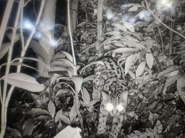 Jaguatirica flagrada pelas câmeras com sensores instaladas em aldeia indígena de Ubatuba.