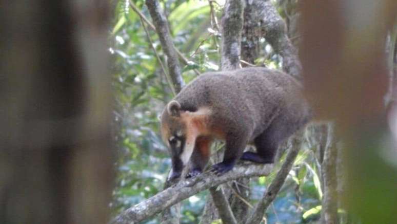 Imagem de quati é capturada por uma das câmeras da aldeia Renascer Ywyty Guaçu, em Ubatuba.