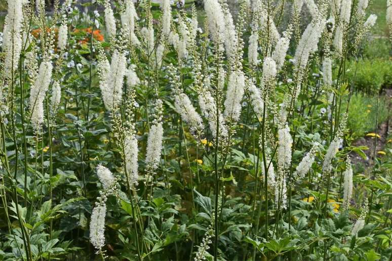 Cimicifuga helps with menopause Cimicifuga helps with menopause