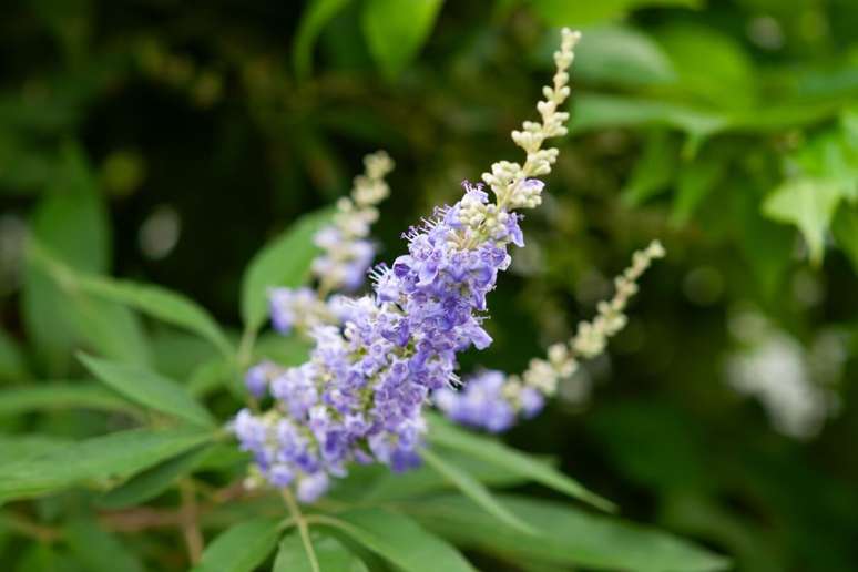 Vitex can help relieve anxiety and the Fogachos Vitex can help relieve anxiety and the Fogachos