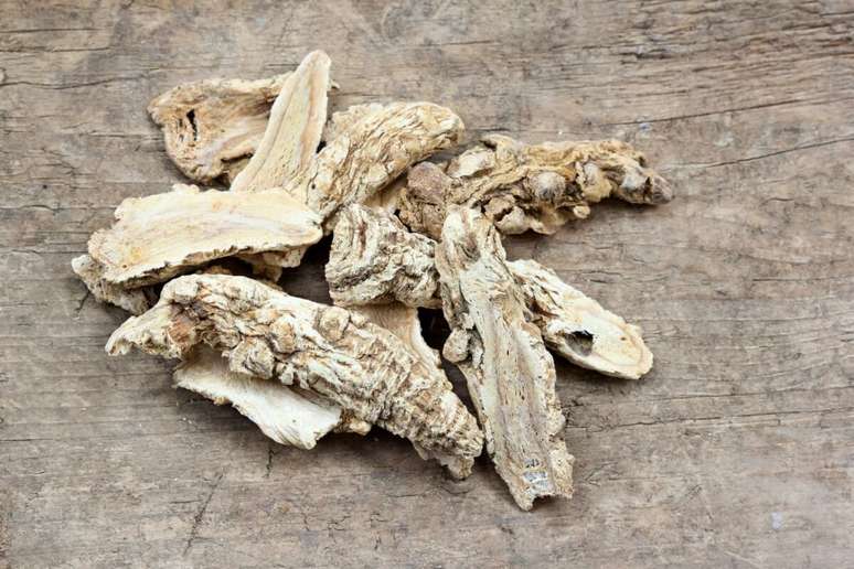 Dong Quai helps to relieve fatigue and menopause Fogachos Dong Quai helps to relieve fatigue and menopause Fogachos