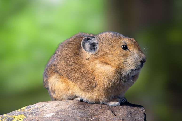 O pika-de-Ili &eacute; encontrado exclusivamente nas montanhas Tian Shan, na China 