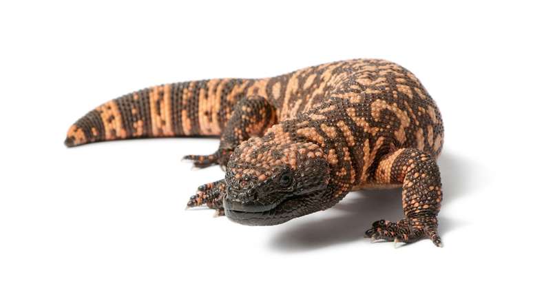 Gila Monsters spend most of their hidden lives and scientists believe that their poison has both defending that it attacks Gila Monsters spend most of their hidden lives and scientists believe that their poison has both defending that it attacks