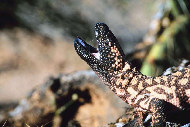 Gila’s monster, a slow digestion lizard that was essential in the creation of Ozempici
