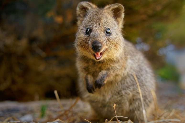 O quokka &eacute; conhecido como o &ldquo;animal mais feliz do mundo&rdquo; 