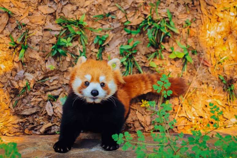 O panda-vermelho &eacute; um mam&iacute;fero arbor&iacute;cola de pequeno porte e mede entre 50 e 64 cm de comprimento 