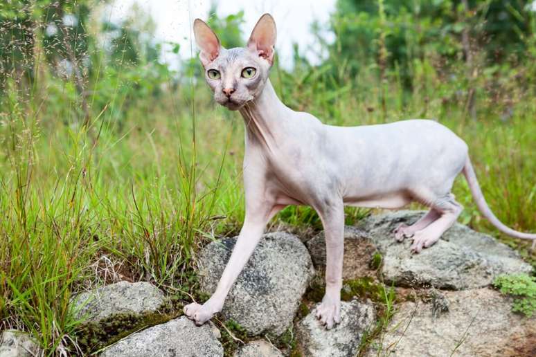 4 Features of the Donskoy cat