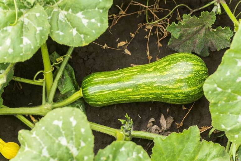A abobrinha é um vegetal versátil que pode ser incorporado às refeições de diversas formas