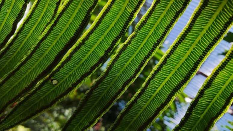 Uma samambaia no Royal Botanic Garden de Sydney, Austrália: espécies substituíram outras que foram extintas, mas levou milhões de anos para florestas verdejantes voltarem a se estabelecer Marcos Amores