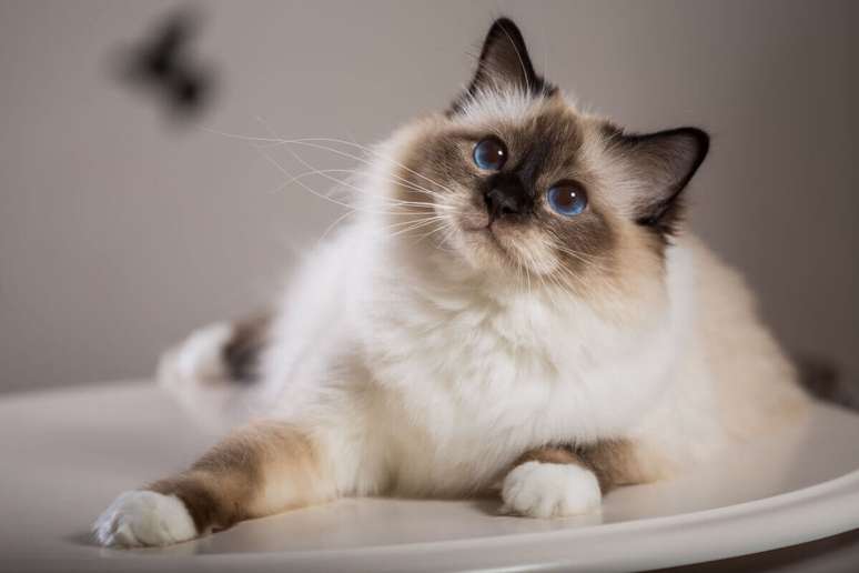 O gato birmanês tem a cabeça mais arredondada 