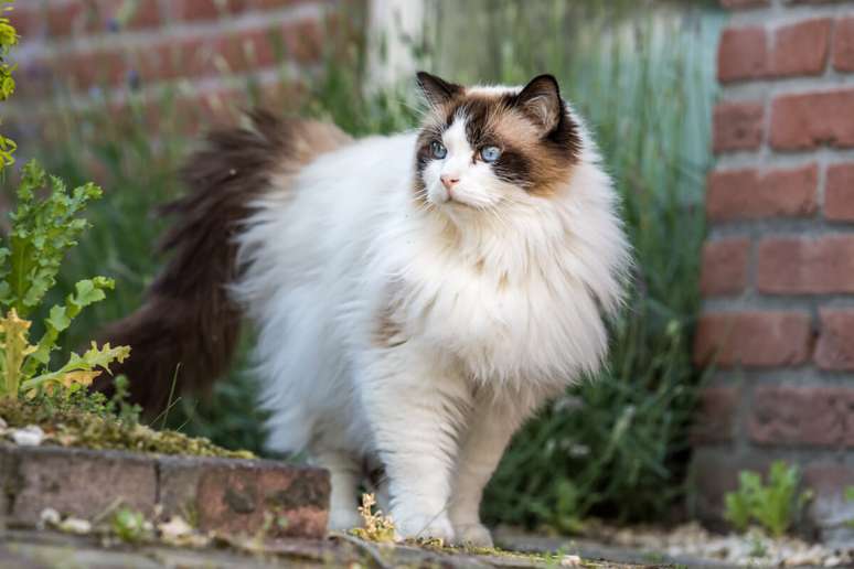 O ragdoll é famoso por seu comportamento extremamente dócil e relaxado 
