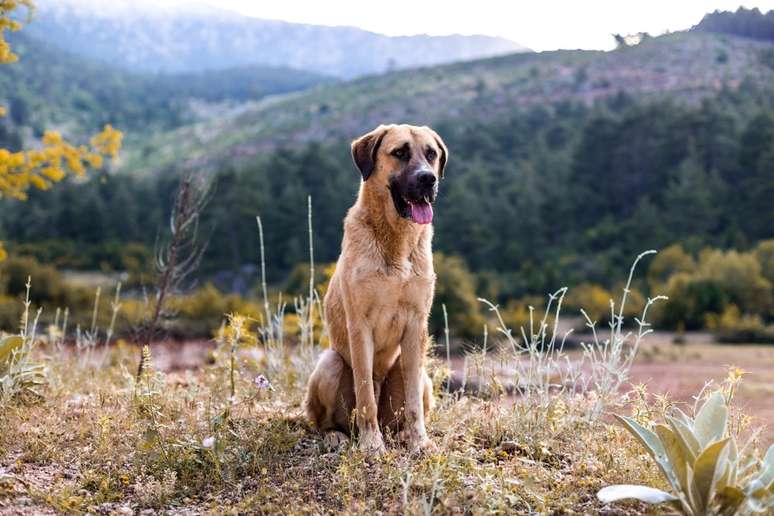 kangal sentado na grama