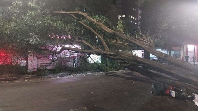 Alameda Barros, na regi&atilde;o de Santa Cec&iacute;lia, ficou interditada devido &agrave; queda de uma &aacute;rvore de grande porte.