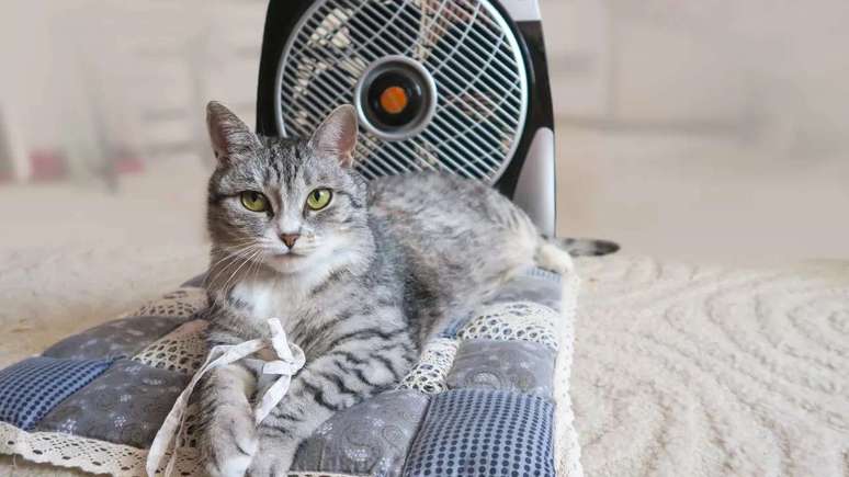 A atenção com a saúde dos pets deve ser redobrada em épocas de calor intenso