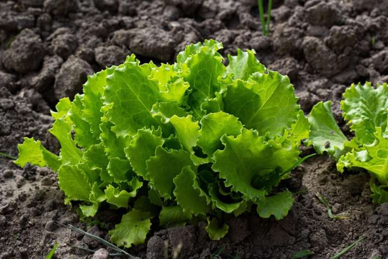 A alface contribui para o trânsito intestinal saudável 