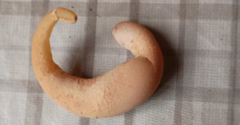 Galinha bota ovo em formato de meia-lua