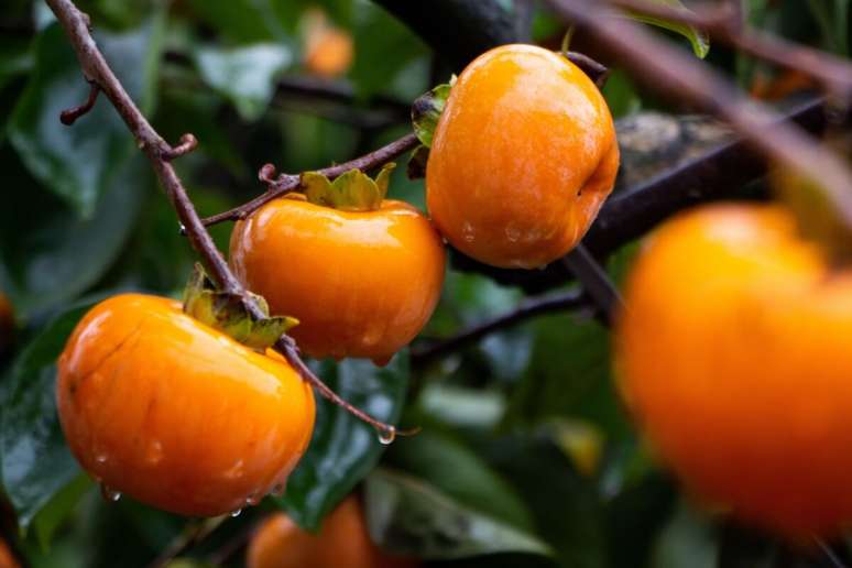 O caqui é rico em nutrientes que auxiliam na dieta e aumentam a saúde do corpo