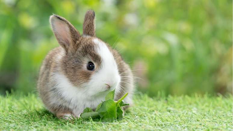 Sonhou com coelhos e ficou na dúvida sobre o significado? Descubra agora se esse sonho é um sinal de sorte ou se você deve se preocupar!
