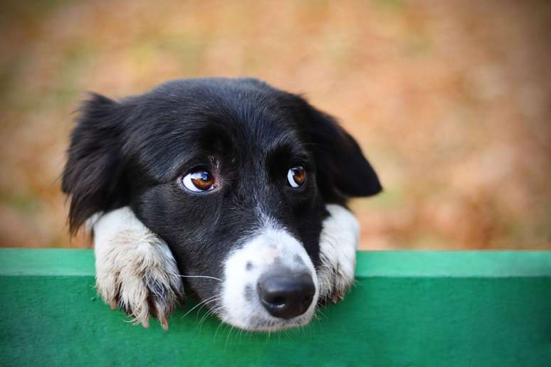 Algumas doenças mentais também podem afetar os cachorros 