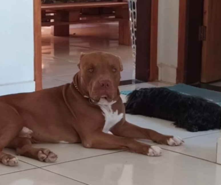 O pitbull Zairon aparece em registros com outros animais