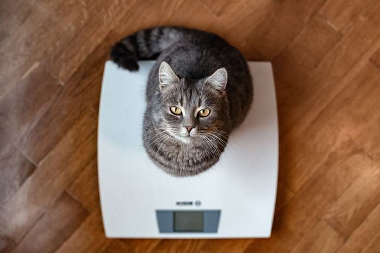 5 tips to control the weight of pets
