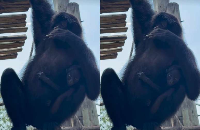 Filhote fêmea de macaco-aranha-da-cara-preta