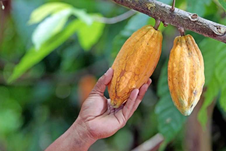 De acordo com o Ministério da Agricultura e Pecuária, 75% dos produtores de cacau que são alvo do programa nunca receberam assistência técnica