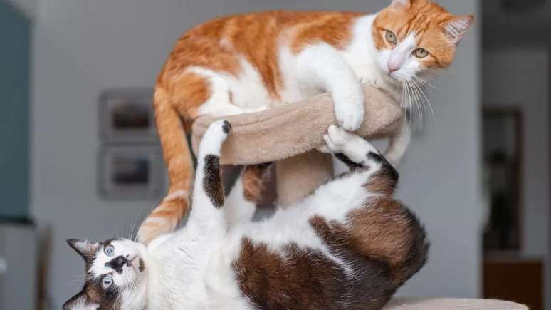 Descubra por que quem tem um gato sempre tem outro