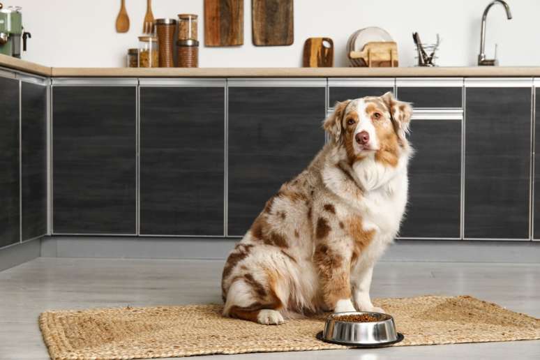 Por ser extremamente ativo, o pastor australiano necessita de uma dieta equilibrada e nutritiva 