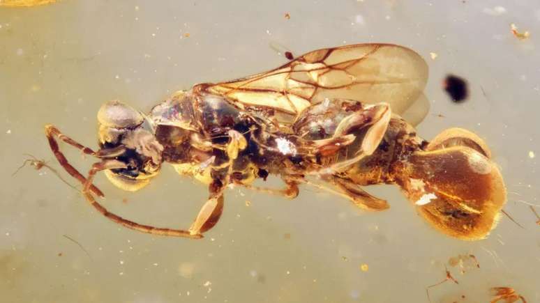 Preservada em âmbar, a vespa chamada de Sirenobethylus charybdis, apresenta uma estrutura abdominal peculiar que intrigou pesquisadores