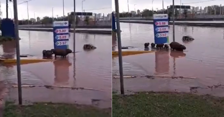 Capivaras deals with floods and swim on a flood affected by flood in Santo André 
