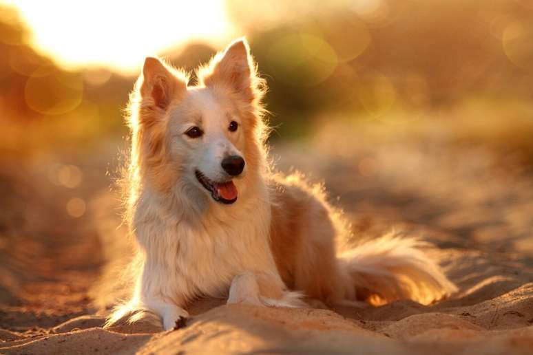8 names of planets and other dogs for dogs