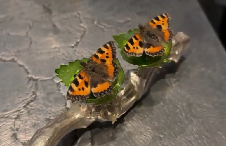 The woman pays almost $ 4,000 in the Michelin restaurant with butterflies and cerebral mousse of lamb