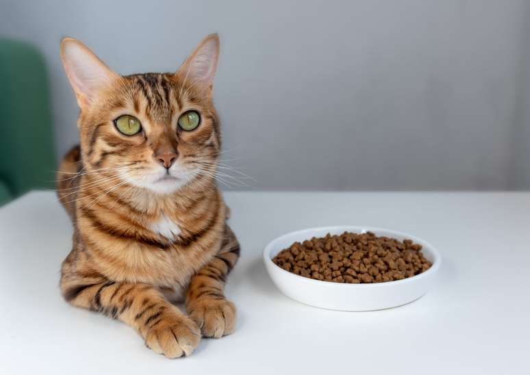 gato com pote de ra&ccedil;&atilde;o do lado