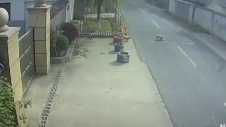 C&acirc;meras de seguran&ccedil;a, na China, registraram o momento em que dois cachorros salvam um animal que havia sido atropelado no &uacute;ltimo domingo (30)