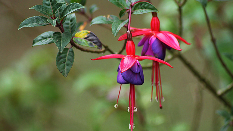 De acordo com Marcia Sensitiva, o brinco
